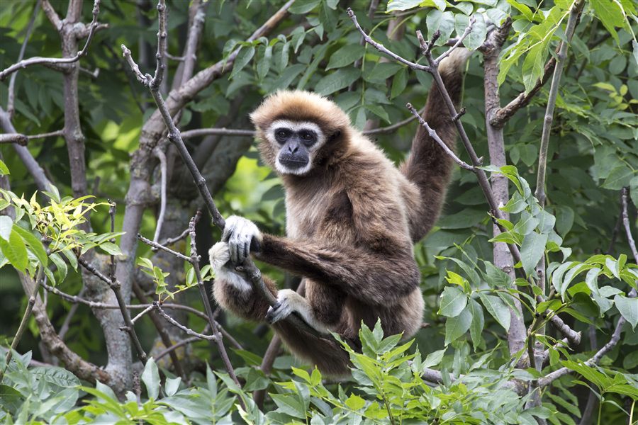 Gibbon à mains blanches